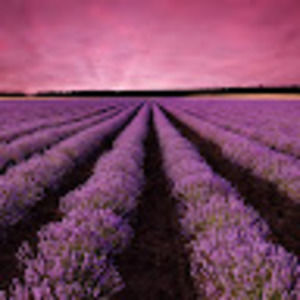 Meet your Posher, Chloe